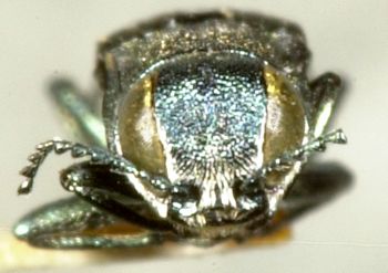 Media type: image;   Entomology 2126 Aspect: head frontal view